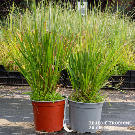 Trzęślica trzcinowata Windspiel