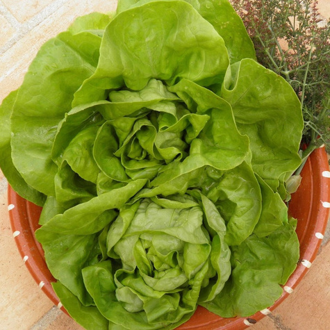 Sałata głowiasta masłowa Milly-Elena średniowczesna 1g