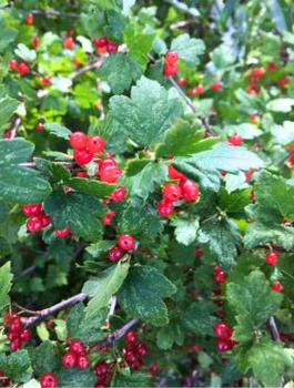 Porzeczka alpejska (C2)