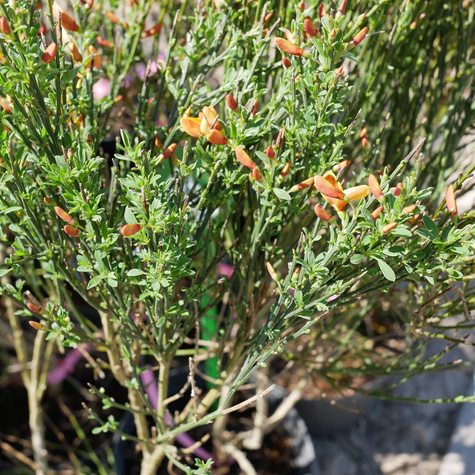 Szczodrzeniec Żarnowiec Apricot Gem żółto-pomarańczowy (C2)