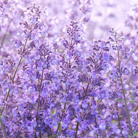 Kocimiętka Faassena Junior Walker (C2)