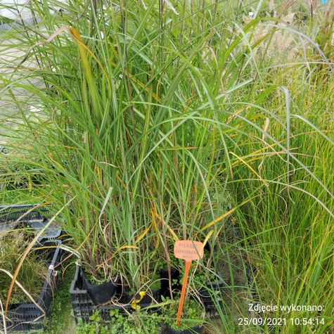 Miscanthus sinensis Miskant chiński 'Kupferberg'