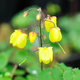 Epimedium Sunny and Share (ISU Awards 2020) (P9)