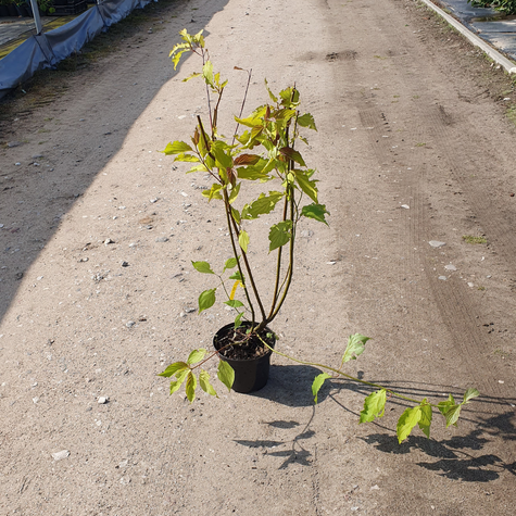 Dereń biały Aurea (C2)