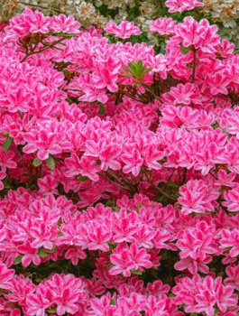 Azalia japońska Kermesina Rosé (C2)