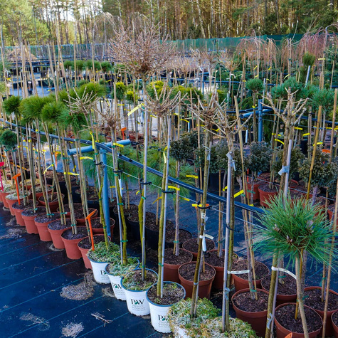 Modrzew europejski na pniu Kórnik (C15)