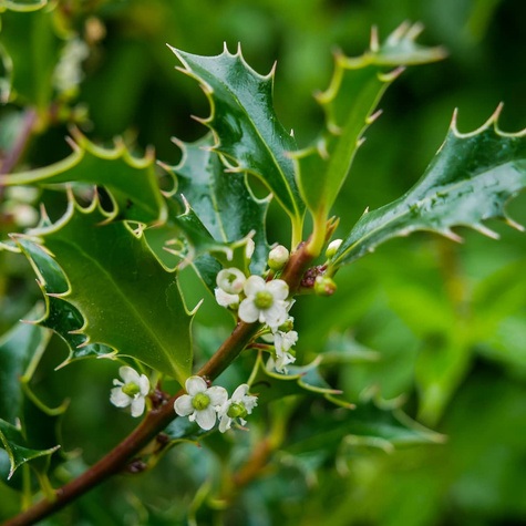 Ostrokrzew kolczasty Alaska żeński (P9)