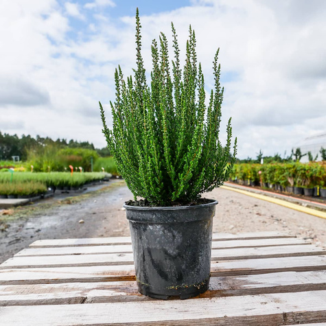 Wrzos pospolity Libra