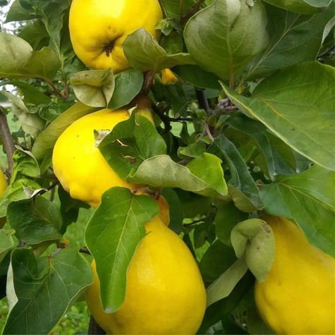 Pigwa gruszkowa Portugal Plant Pack