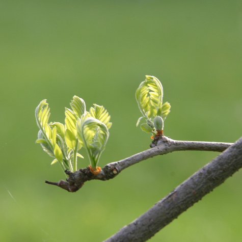 Glediczja trójcierniowa Sunburst (C2)