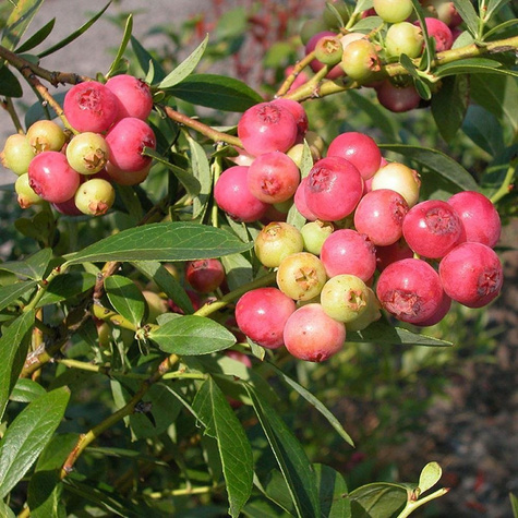 Borówka amerykańska Zestaw 2 plennych odmian na balkony i tarasy