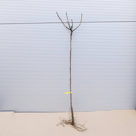 Porzeczka czarna Titania na pniu Plant Pack