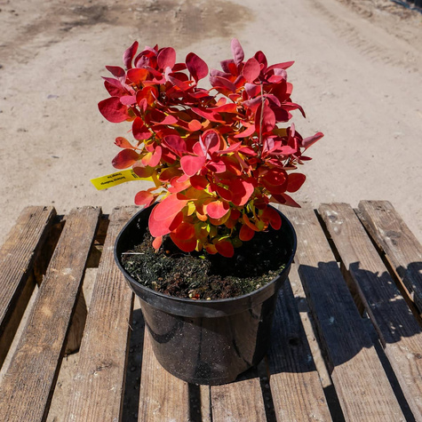 Berberys thunberga Orange Ice (C2)