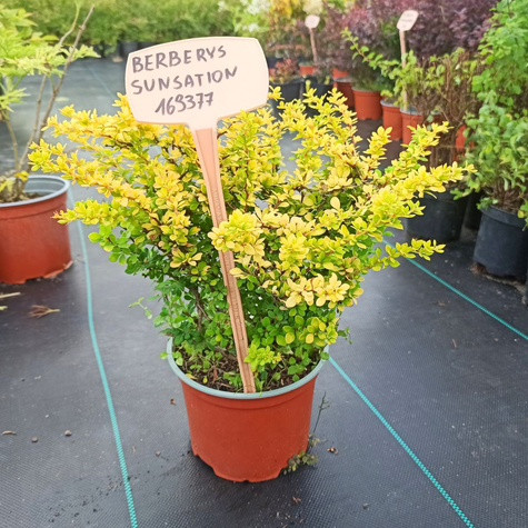 Berberys thunberga Sunsation