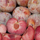 Śliwko-morela Śliwomorela Plumcot Plant Pack 