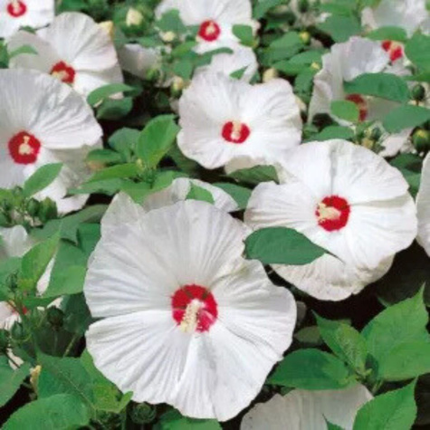 Hibiskus bylinowy Nippon White (C2)