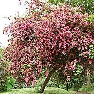 Głóg dwuszyjkowy Paul's Scarlet (obw.8-12cm)