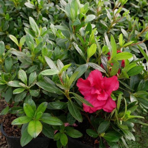 Mini Azalia BloomChampion Czerwona powtarzająca kwitnienie (C2)