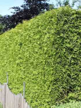Thuja Tuja Żywotnik zachodni 'Picadilly'