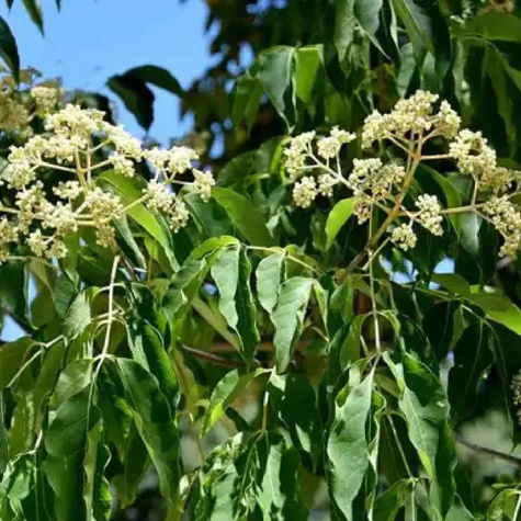 Ewodia Daniella (C2)