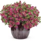 Calibrachoa Mini Surfinia Calita Special Cherry Star bordowo-żółta NOWOŚĆ