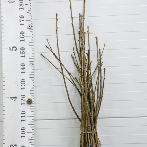 Czereśniowiśnia Meteor Korai Bardzo Duży Owoc czereśnia wiśnia Plant Pack