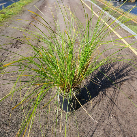 Turzyca palmowa (C2)