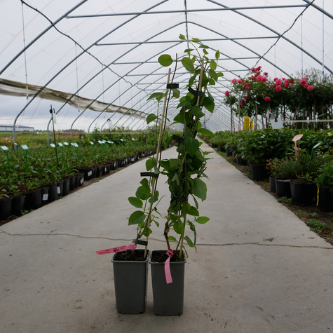 Wiciokrzew pomorski Serotina