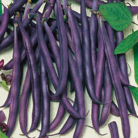 Fasola szparagowa karłowa AMETHYST 30g