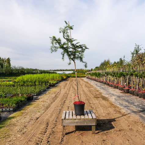 Modrzew japoński Diana pokręcony jak EGZOTYCZNY