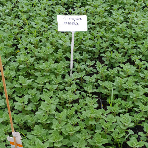 Kocimiętka Faassena (C2)