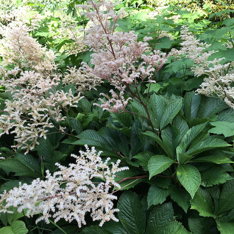 Rodgersja kasztanowcolistna (C2)