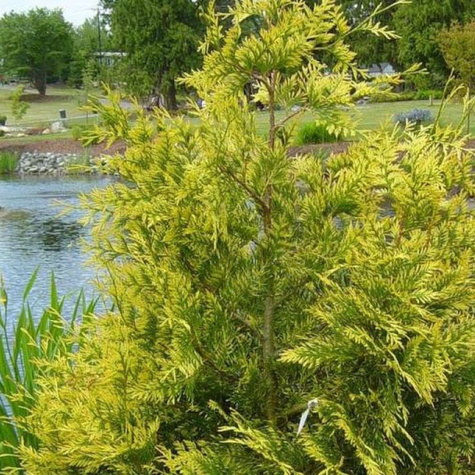 Thuja Tuja Żywotnik olbrzymi Zebrina (C2)