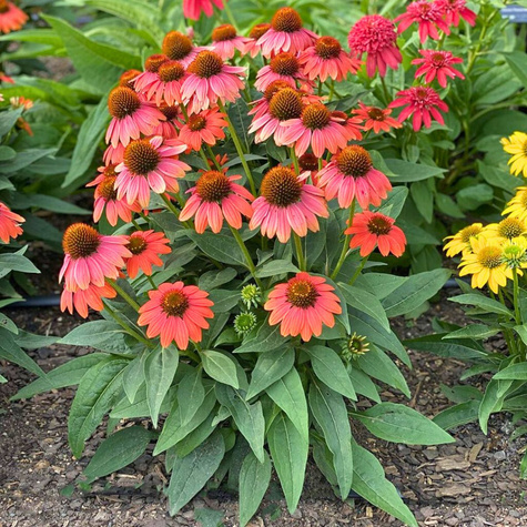 Jeżówka purpurowa Papallo Power Coral Orange (C2)