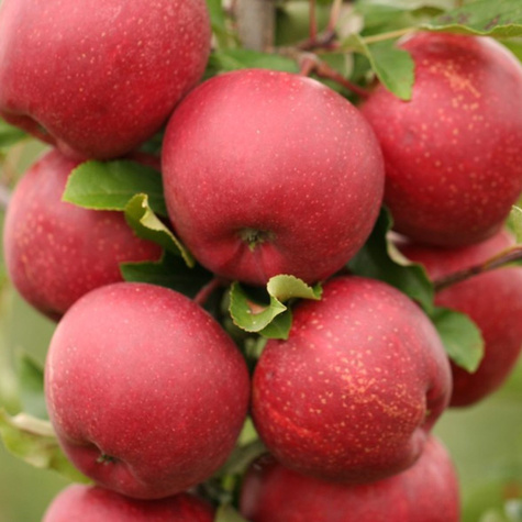 Jabłoń Gala Buk Brook Field Bukfeld Plant Pack