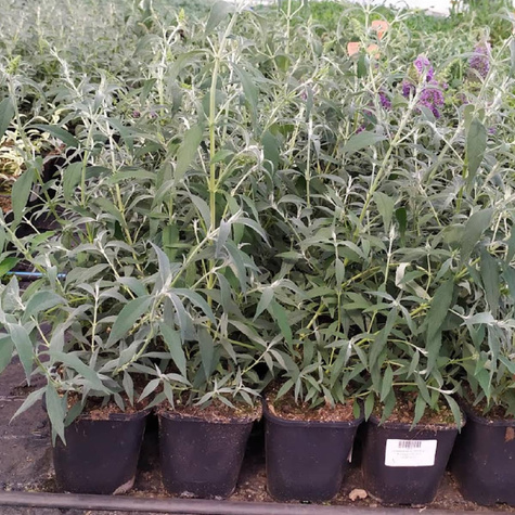 Budleja Dawida Summer Bird Blue (C2)