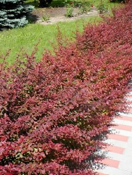 Berberys Thunberga Red Carpet Czerwony Płożący (C2)