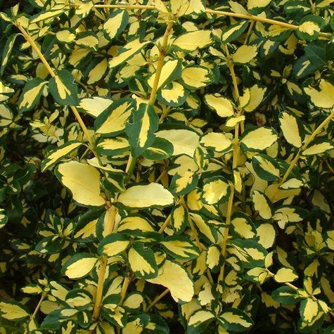 Trzmielina Fortune'a Sunspot Pienna