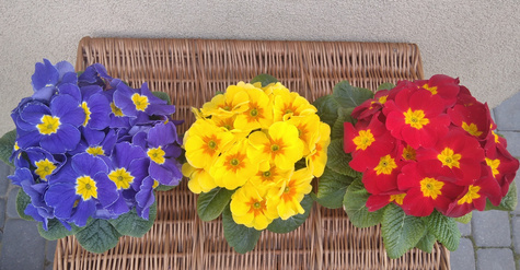 Prymulka Pierwiosnek czerwona sadzonka w doniczce