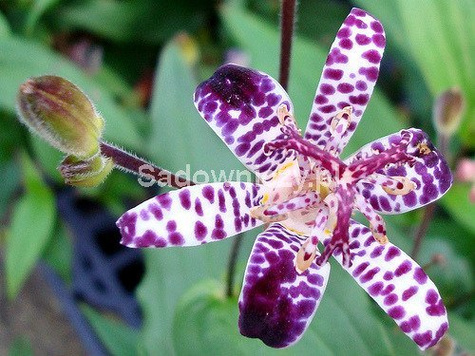 Trójsklepka Owłosiona Lilia Żabia Dark Beauty