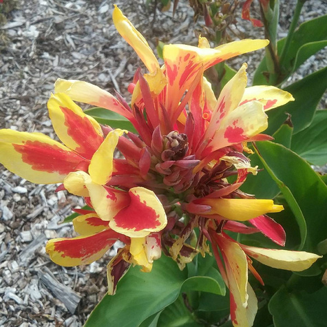 Paciorecznik Canna Kanna Queen Charlotte żółto-czerwony