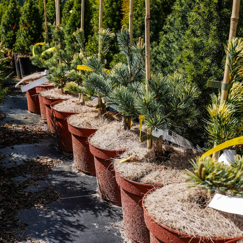 Sosna drobnokwiatowa Fukai Dwubarwna Rzadkość