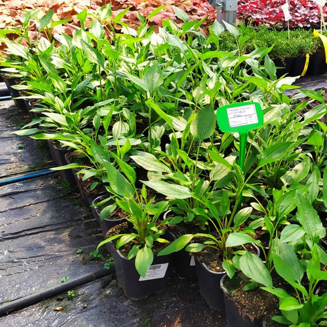 Jeżówka purpurowa Papallo Semi Double Pink (C2)