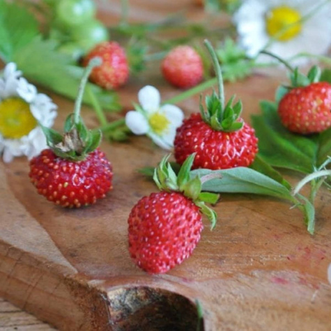 Poziomka Rujana 0,3g