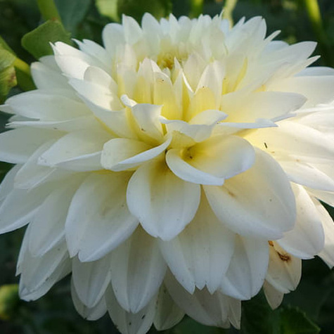 Dalia dekoracyjna White Perfection biała
