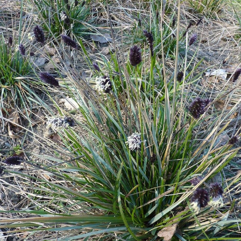 Sesleria Heuflera o czarnych kłosach (C2)