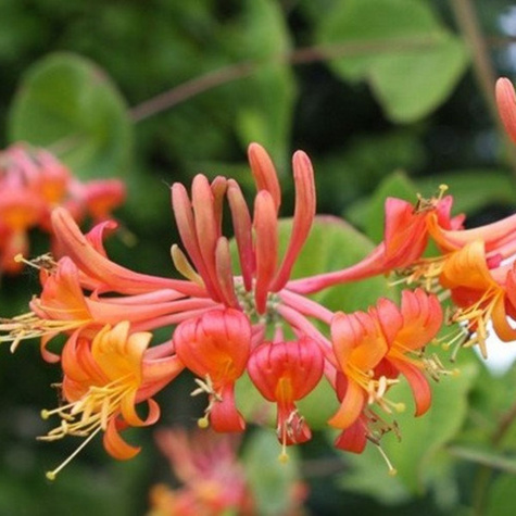 Wiciokrzew hecrota American Beauty pachnący (C2)