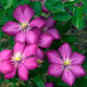 Powojnik Clematis wielkokwiatowy Ville de Lyon (C2)