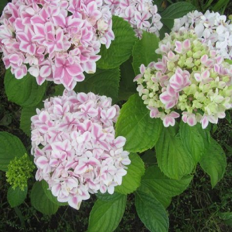 Hortensja ogrodowa japońska Peppermint (P9)