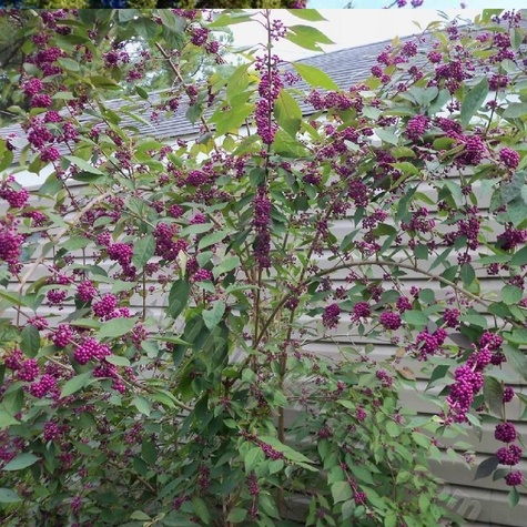 Pięknotka bodiniera Magical Snow Queen (P9)